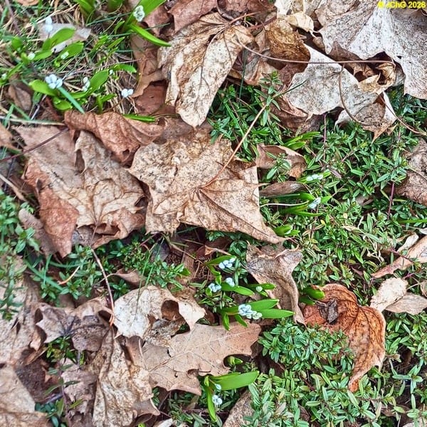 Puschkinien und Thymian März 2026