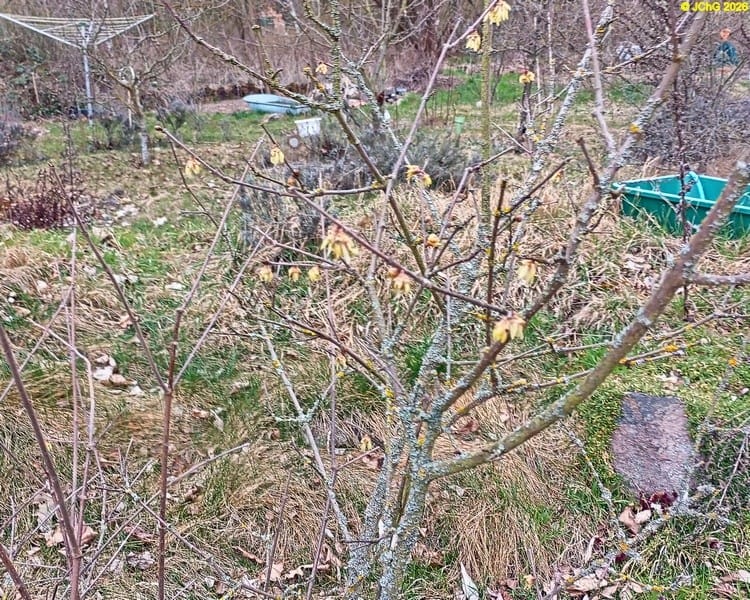 Blüten am Vanillestrauch März 2026