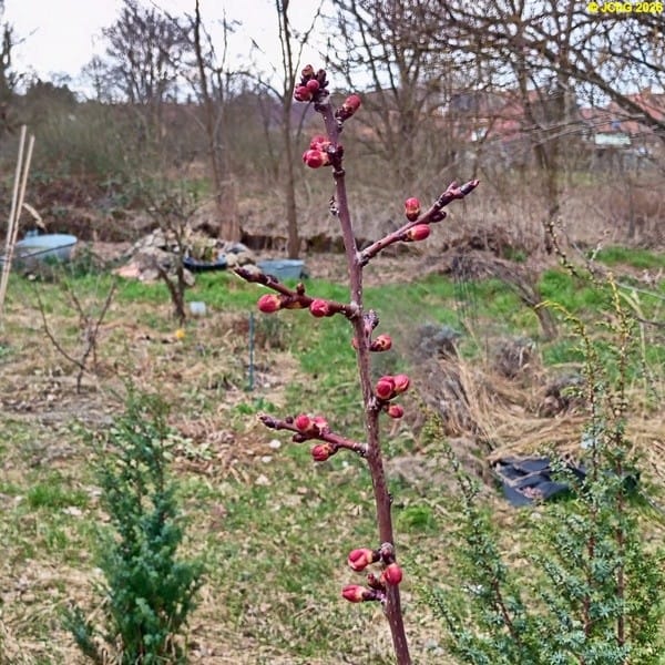 Pfirsichknospen März 2026