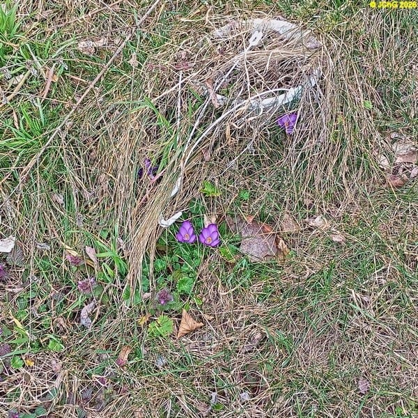 Lila Krokusse März 2026