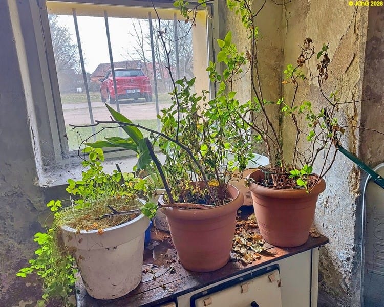 Überwinterungspflanzen im Keller März 2026