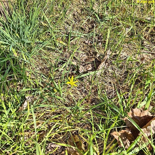 Waldgelbststern, Mitte April 2026.