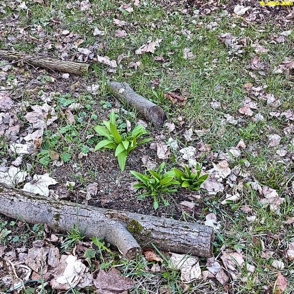 Bärlauch, Mitte April 2026.