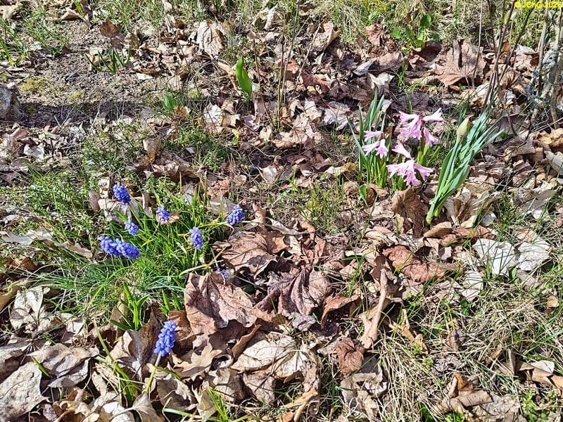 Traubenhyazinthen und Hyazinthe, Mitte April 2026.