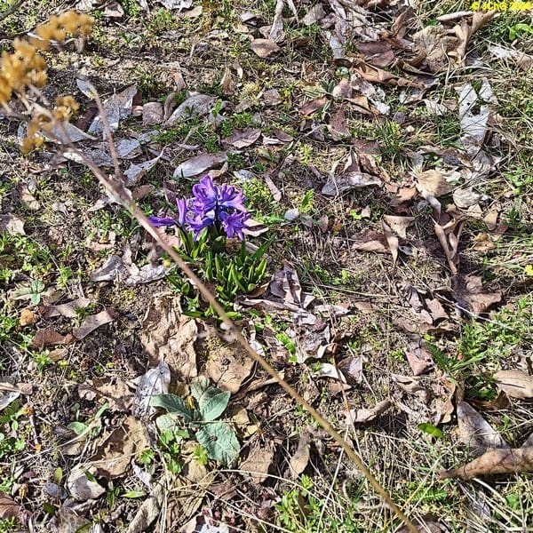 Hyazinthe, Mitte April 2026.