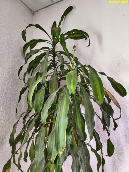 Der Drachenbaum blüht, Mitte April 2026.