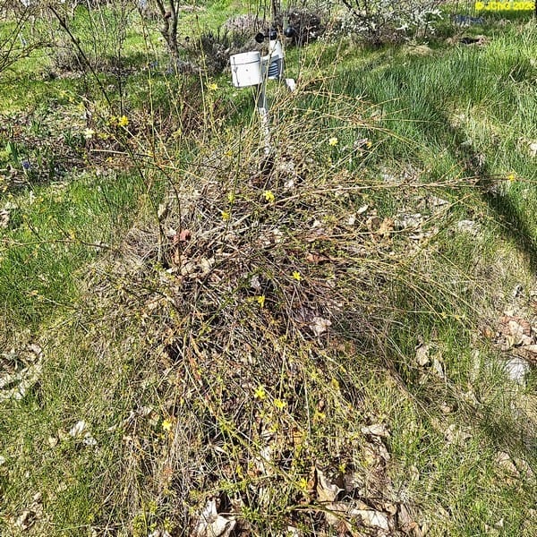 Winterjasmin, Mitte April 2026.