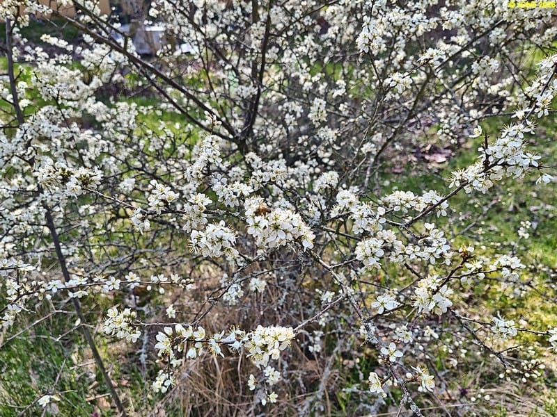 Biene auf der Schlehenblüte, Mitte April 2026.
