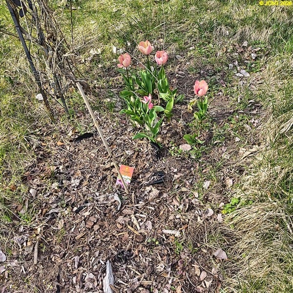 Tulpen, Mitte April 2026.