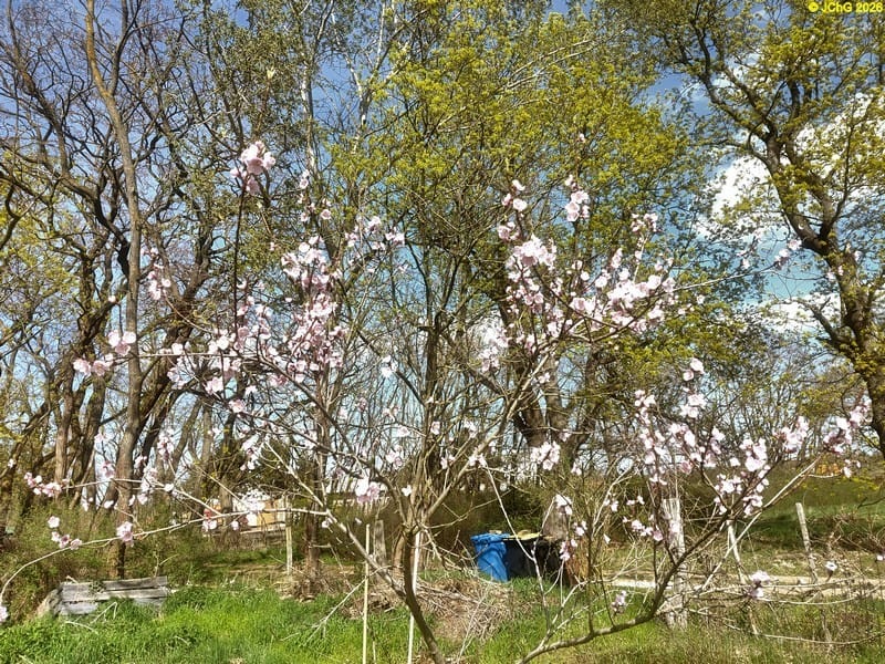 Pfirsch blüht, Mitte April 2026.