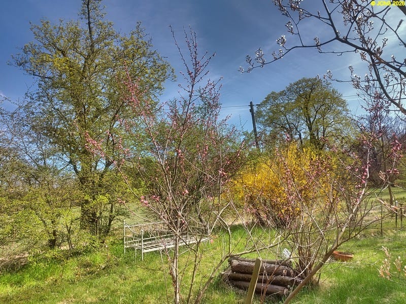 Ein Pfirsichbaum blüht, Mitte April 2026.