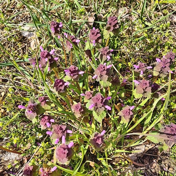 Hummel an Taubnesseln, Mitte April 2026.