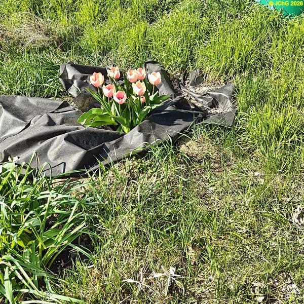 Tulpen blühen, Mitte April 2026.