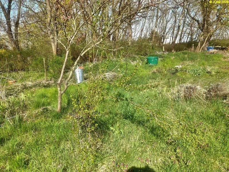 Johannisbeere blüht, Mitte April 2026.