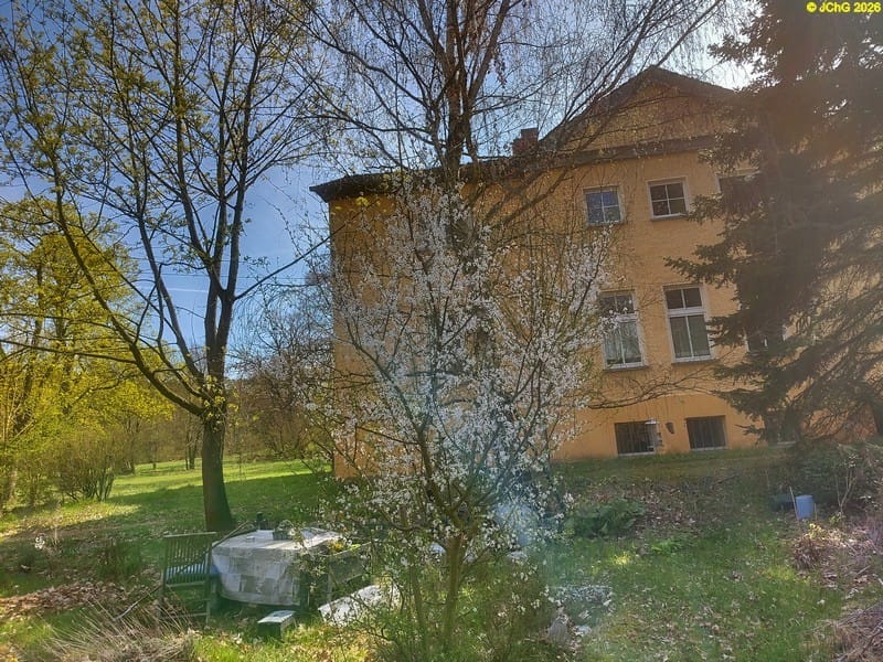 Der Pflaumenbaum blüht, Mitte April 2026.