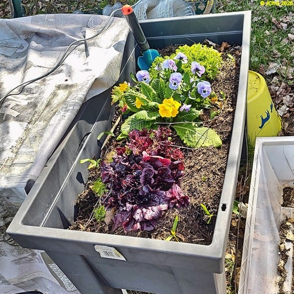 Salat und Blumen, Mitte April 2026.