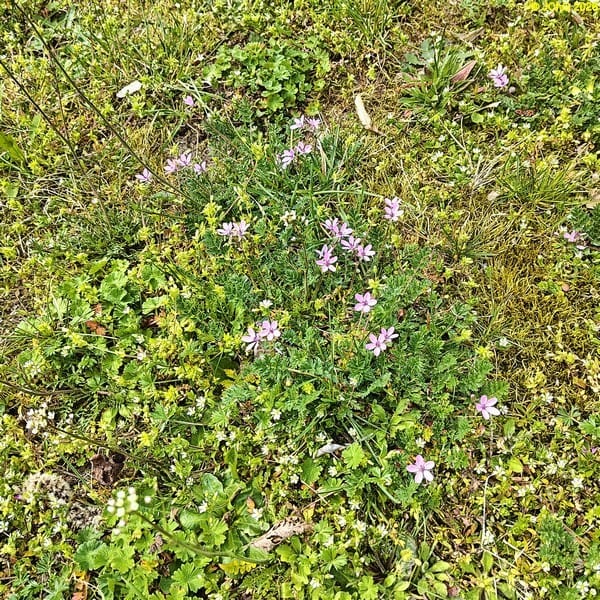 Reiherschnabel blüht, Mitte April 2026.