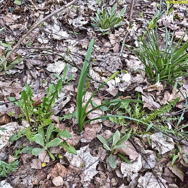 Wilder Märzenbecher blüht, Mitte April 2026.