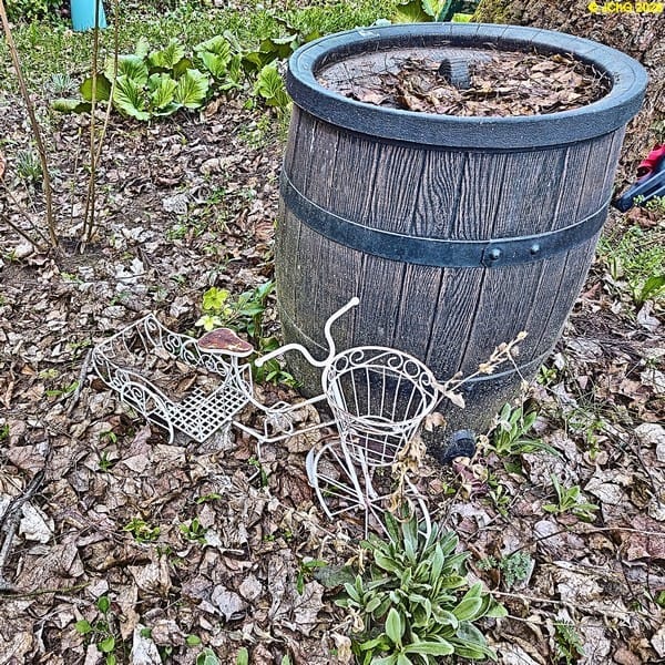 Korsischer Nieswurz blüht, Mitte April 2026.