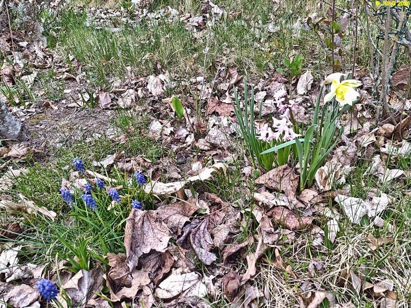Traubenhyazinthen, Narzisse, Mitte April 2026.