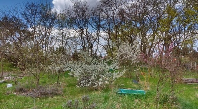 Kirschen, Schlehe, Kupferfelsenbirne, Pfirsiche blühen, Mitte April 2026