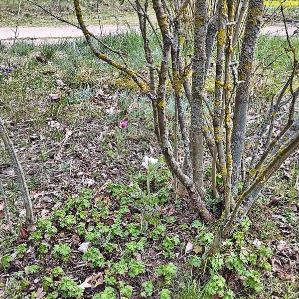 Küchenschellen blühen, Mitte April 2026.