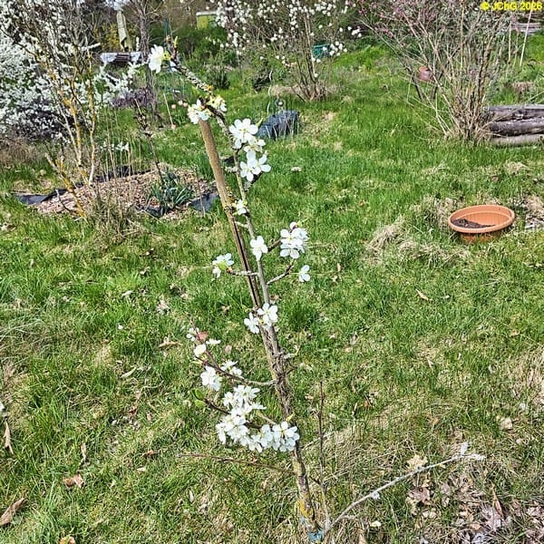 Reneklode blüht, Mitte April 2026.