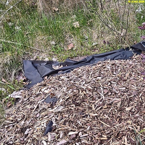 Tagpfauenauge beim Ruhen, Mitte April 2026.