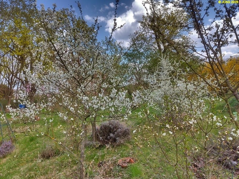 Kirschbaumblüte, Mitte April 2026