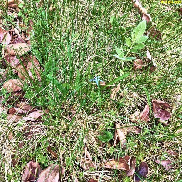 Blaustern, Mitte April 2026.