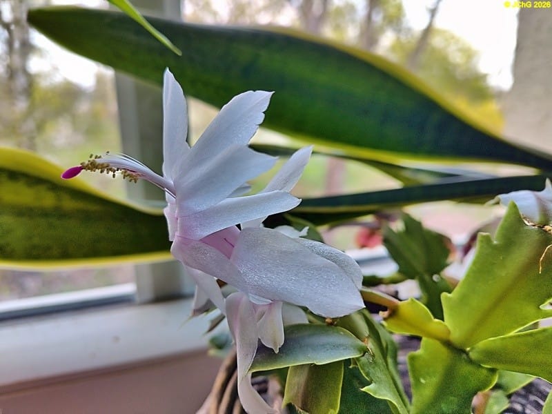 Schlumbergera blüht, Mitte April 2026