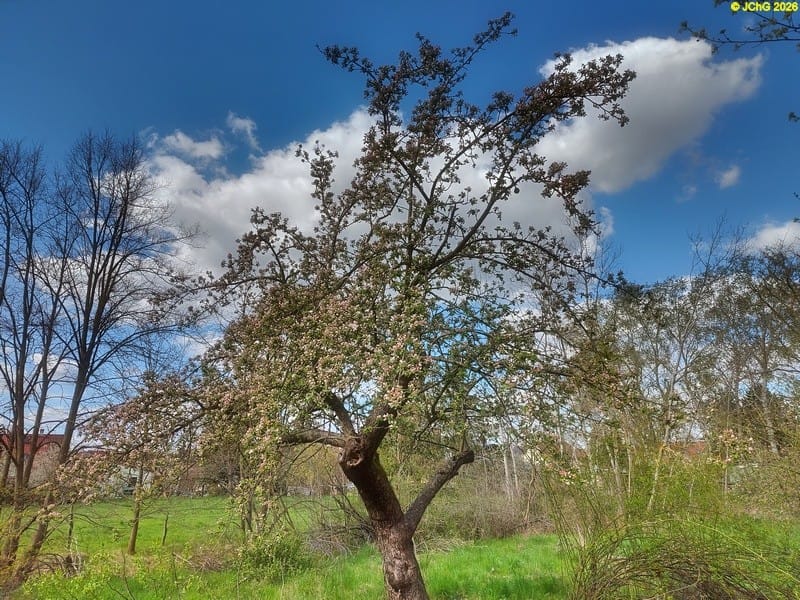Apfelbaum, Tag des Baumes 2026