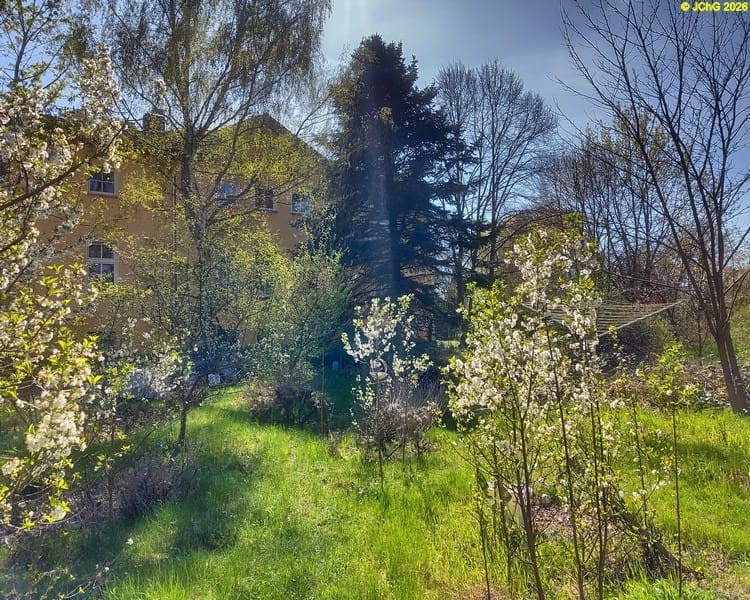 Kirschbäume, Pflaumenbaum, Birke, Linden und Robinien, Tag des Baumes 2026