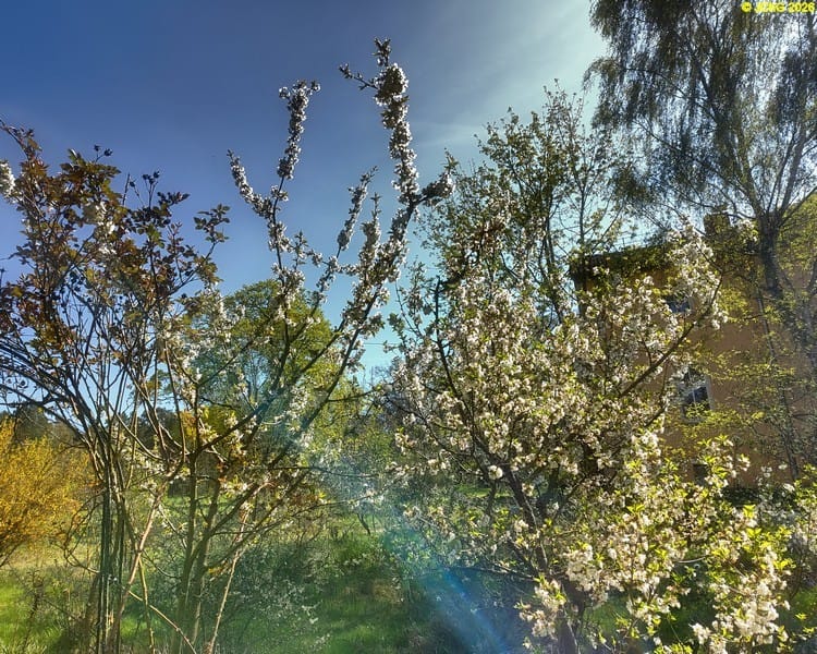 Kirschbäume und Birke, Tag des Baumes 2026