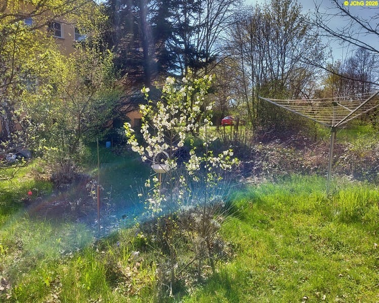 Pflaumenbaum und Kirschbäume, Tag des Baumes 2026