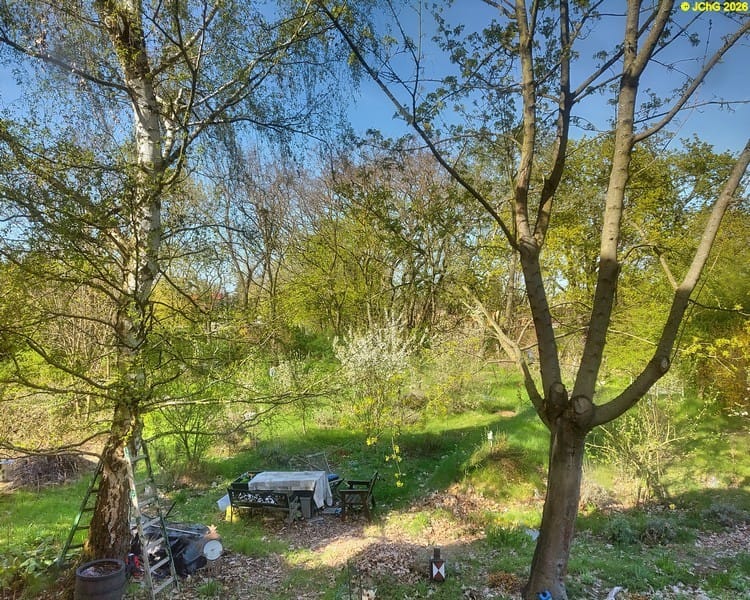 Birke, Kirschbäume und Ahorn, Tag des Baumes 2026