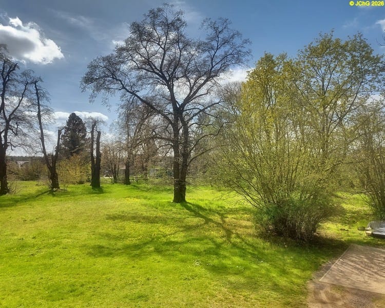 Linden und Ahorn, Tag des Baumes 2026