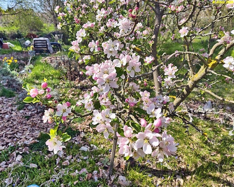 Apfelblüten mit Biene, Tag des Baumes 2026