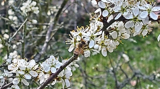Weltbienentag 2026