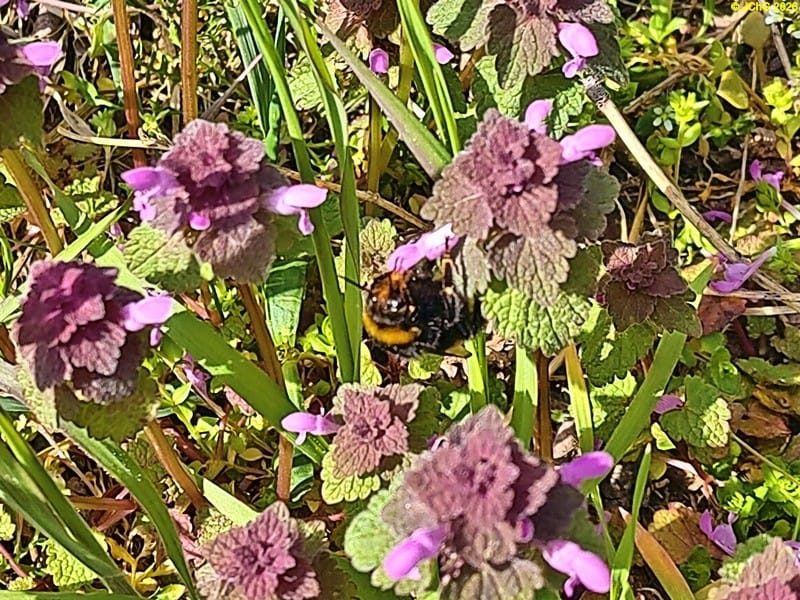 Hummel an Taubnessel, Weltbienentag 2026