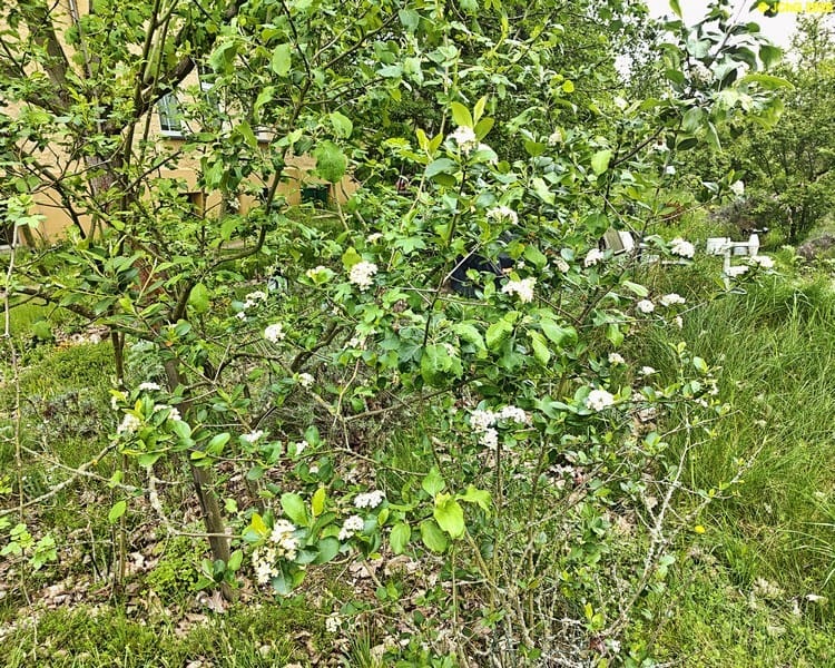 Die Apfelbeere blüht, Beet „Lavendel“. 19. Kalenderwoche 2026