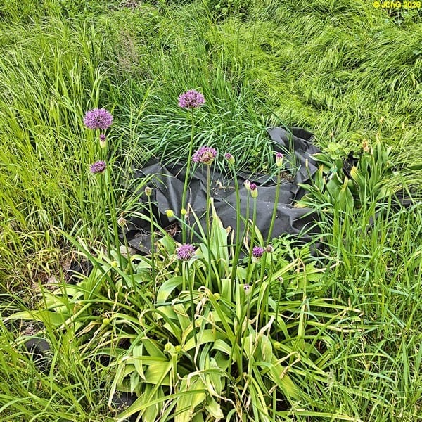 Allium blüht Beet „Rhabarber“. 19. Kalenderwoche 2026