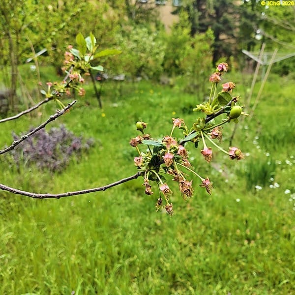 Kleine Kirschen, »Sauerkirsche Rheinische Schattenorelle«. Beet „Meerrettich“. 19. Kalenderwoche 2026