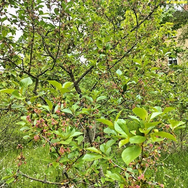 Kleine Kirschen, »Sauerkirsche Morellenfeuer«. Beet „Sauerkirsche“. 19. Kalenderwoche 2026