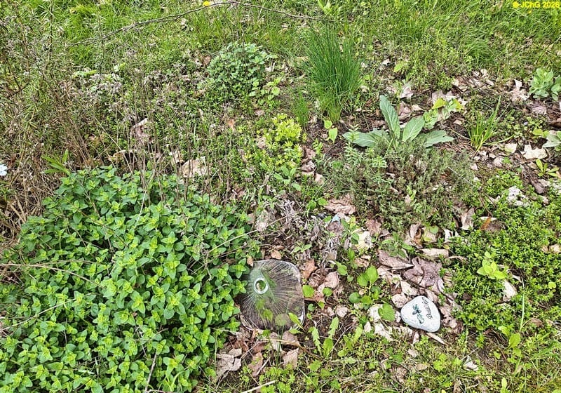 Waldmeister blüht. Beet „Mix“. 19. Kalenderwoche 2026