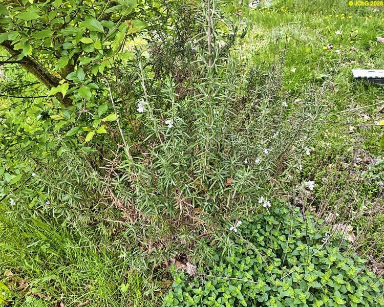 Rosmarin blüht. Beet „Mix“. 19. Kalenderwoche 2026