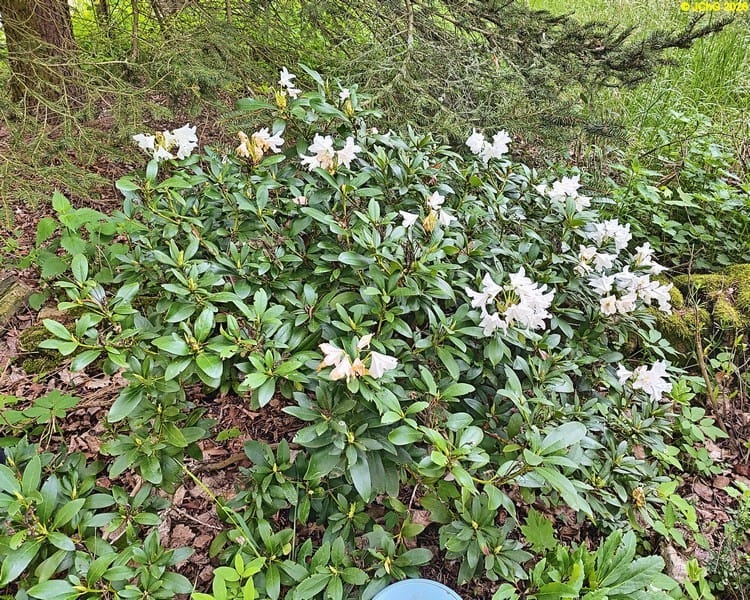 Rhododendronblüte II Beet „Mohrchen“. 19. Kalenderwoche 2026
