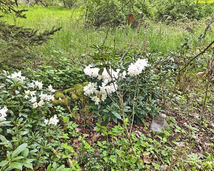 Rhododendronblüte I Beet „Mohrchen“. 19. Kalenderwoche 2026