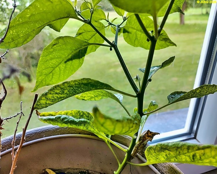 Habanero blüht. 19. Kalenderwoche 2026