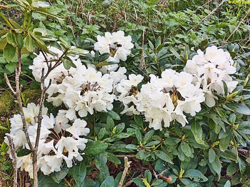 Rhododendronblüten Beet „Mohrchen“, 20. Kalenderwoche 2026